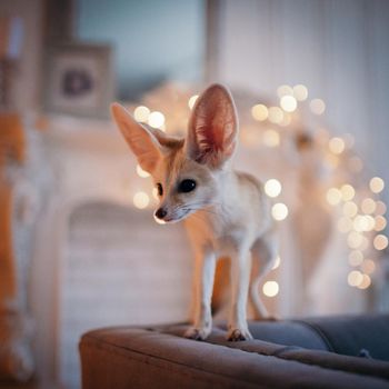 Pretty Fennec fox cub in decorated room with Christmass tree. New Years celebration.