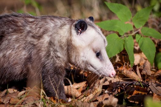 The Virginia or North American opossum, Didelphis virginiana, in autumn park