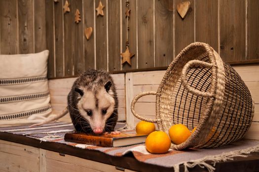 The Virginia or North American opossum, Didelphis virginiana in decorated room with Christmass tree. New Years celebration.