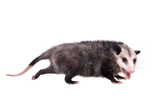 The Virginia or North American opossum, Didelphis virginiana, isolated on white background