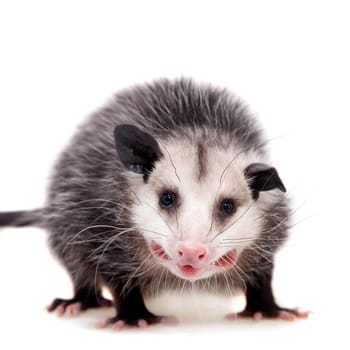 The Virginia or North American opossum, Didelphis virginiana, isolated on white background