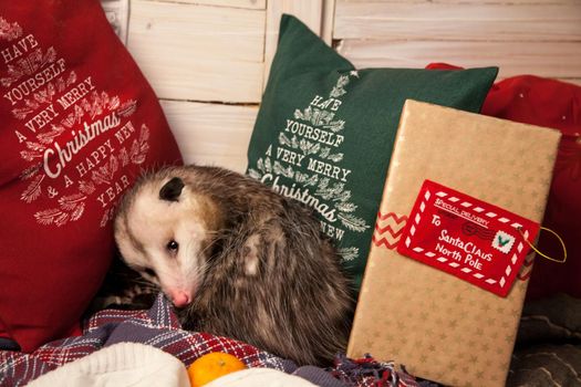 The Virginia or North American opossum, Didelphis virginiana in Christmass decorations. New Years celebration.