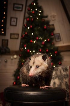 The Virginia or North American opossum, Didelphis virginiana in decorated room with Christmass tree. New Years celebration.