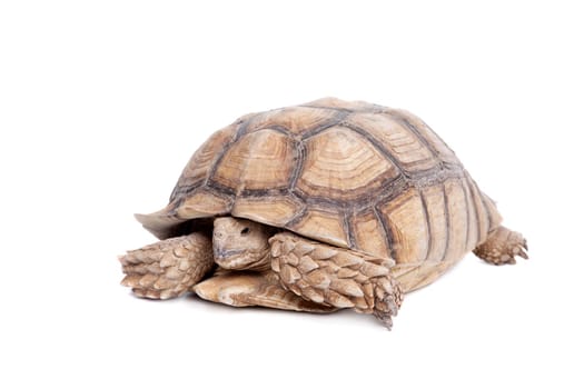 African Spurred Tortoise, Geochelone sulcata, on white background