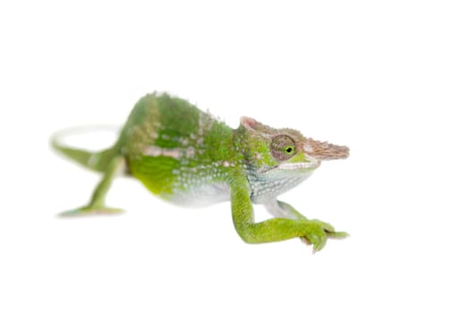 Fischer's chameleon, Kinyongia fischeri isolated on white background