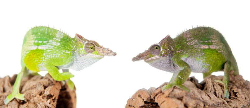 Fischer's chameleon, Kinyongia fischeri isolated on white background