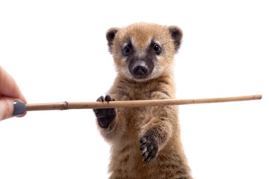 South American coati, Nasua nasua, baby isolated on white background