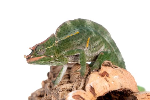 Usambara giant three-horned chameleon, Chamaeleo deremensis, male isolated on white