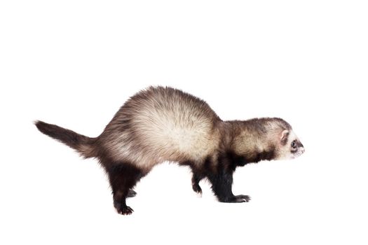 Ferret, 10 years old, isolated over white background