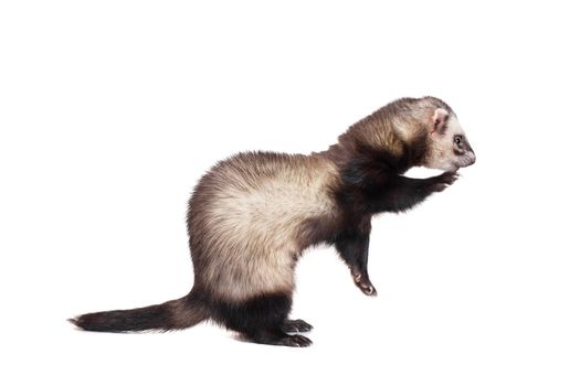 Ferret, 10 years old, isolated over white background