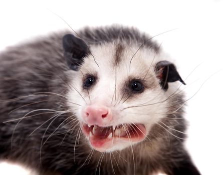 The Virginia or North American opossum, Didelphis virginiana, isolated on white background