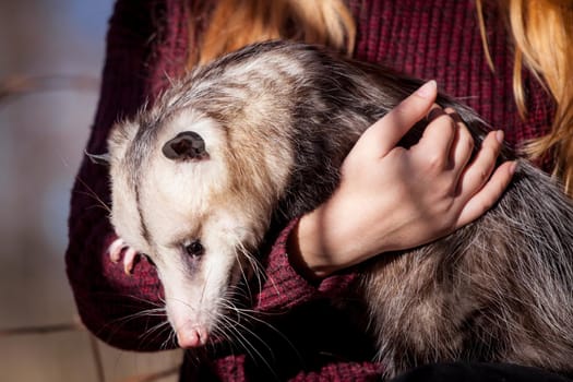 The Virginia or North American opossum, Didelphis virginiana, in autumn park