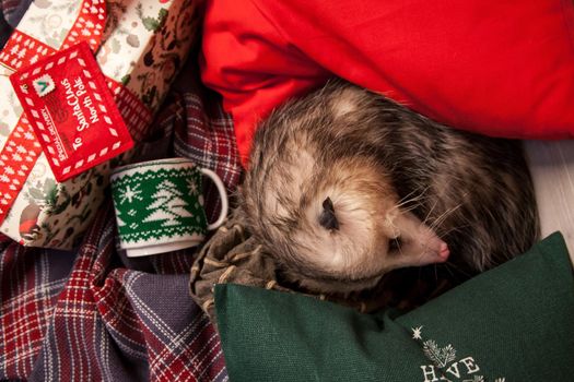 The Virginia or North American opossum, Didelphis virginiana in Christmass decorations. New Years celebration.