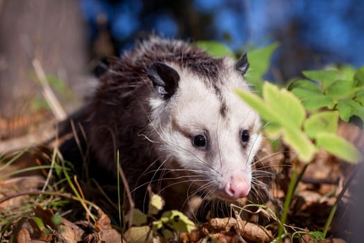 The Virginia or North American opossum, Didelphis virginiana, in autumn park