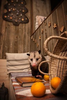 The Virginia or North American opossum, Didelphis virginiana in decorated room with Christmass tree. New Years celebration.