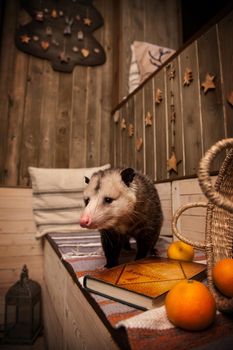 The Virginia or North American opossum, Didelphis virginiana in decorated room with Christmass tree. New Years celebration.