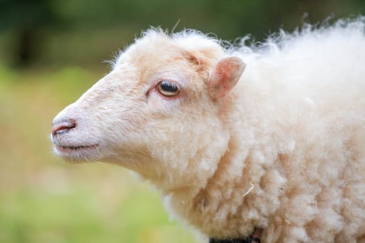 Cute dwarf white sheep stay in forest