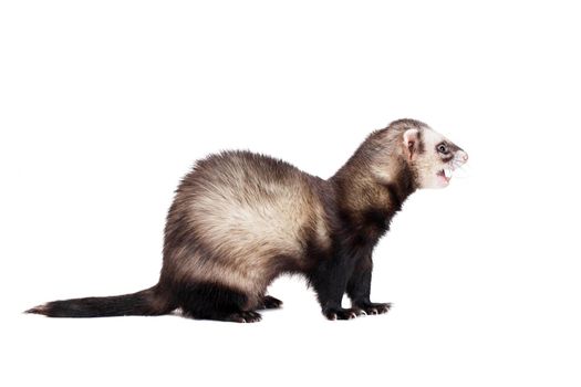 Ferret, 10 years old, isolated over white background