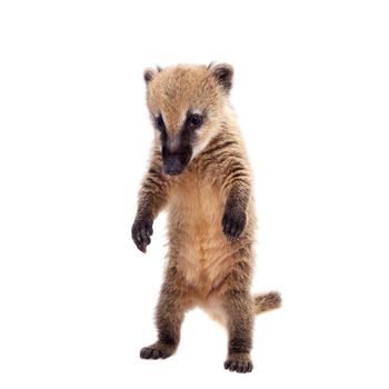 South American coati, Nasua nasua, baby isolated on white background