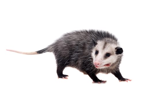 The Virginia or North American opossum, Didelphis virginiana, isolated on white background