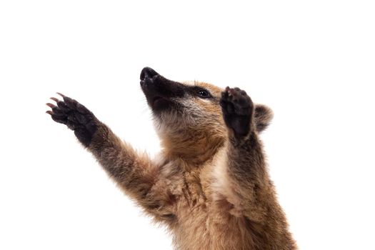 South American coati, Nasua nasua, baby isolated on white background