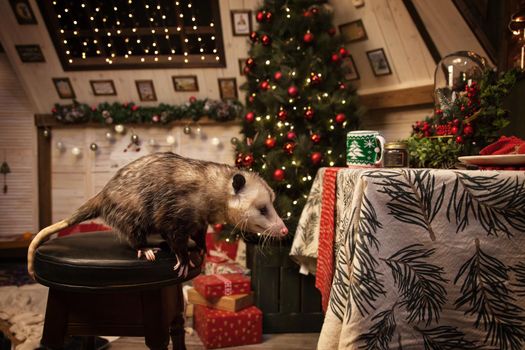 The Virginia or North American opossum, Didelphis virginiana in decorated room with Christmass tree. New Years celebration.