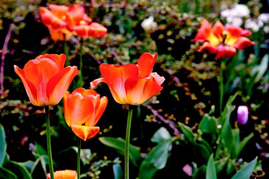 a bulbous spring-flowering plant of the lily family, with boldly colored cup-shaped flowers