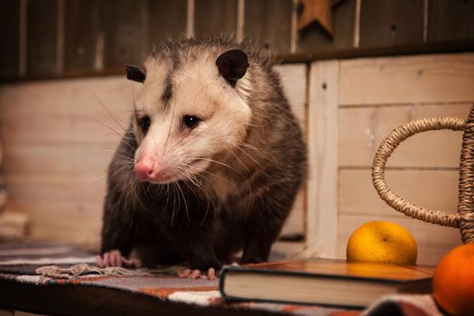 The Virginia or North American opossum, Didelphis virginiana in decorated room with Christmass tree. New Years celebration.