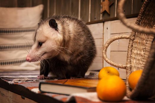 The Virginia or North American opossum, Didelphis virginiana in decorated room with Christmass tree. New Years celebration.