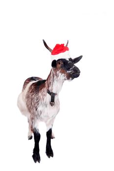 Portrait Of Goat in christmas hat Isolated On White. Simbol 2015