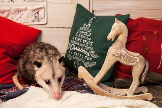 The Virginia or North American opossum, Didelphis virginiana in Christmass decorations. New Years celebration.