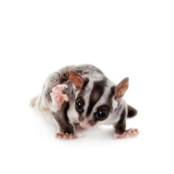 Sugar glider, Petaurus breviceps, isolated on white background