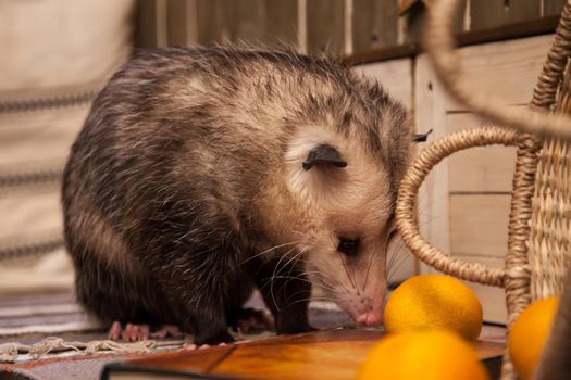 The Virginia or North American opossum, Didelphis virginiana in decorated room with Christmass tree. New Years celebration.