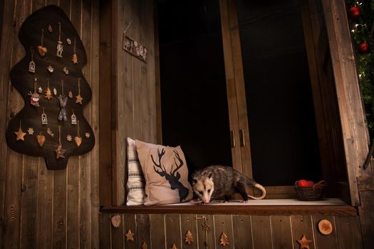 The Virginia or North American opossum, Didelphis virginiana in decorated room with Christmass tree. New Years celebration.