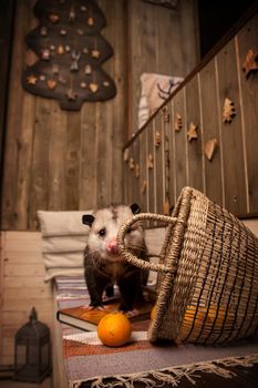 The Virginia or North American opossum, Didelphis virginiana in decorated room with Christmass tree. New Years celebration.