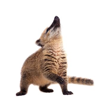 South American coati, Nasua nasua, baby isolated on white background