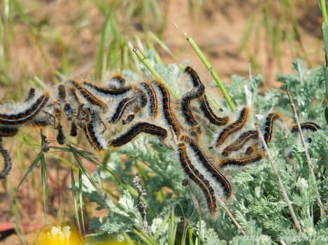 Fluffy caterpillars on green grass in Astrakhan Oblast