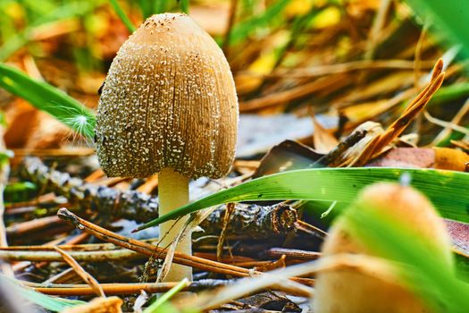 a fungal growth that typically takes the form of a domed cap on a stalk, with gills on the underside of the cap.