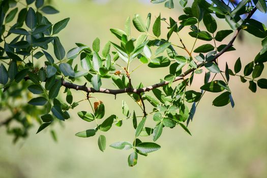 Green wild Pistachio leaves, atlantica subsp. mutica
