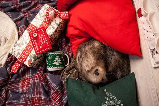 The Virginia or North American opossum, Didelphis virginiana in Christmass decorations. New Years celebration.