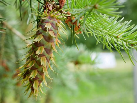 Two fresh healthy green pine tree cone, view from below