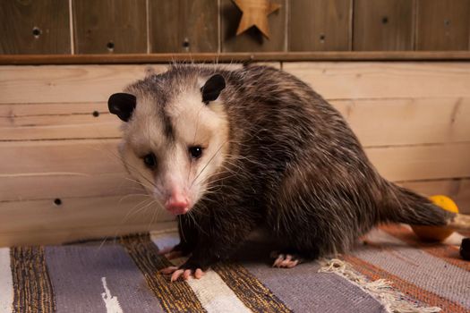 The Virginia or North American opossum, Didelphis virginiana in decorated room with Christmass tree. New Years celebration.