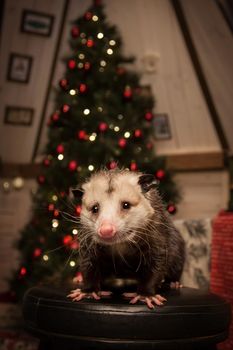 The Virginia or North American opossum, Didelphis virginiana in decorated room with Christmass tree. New Years celebration.