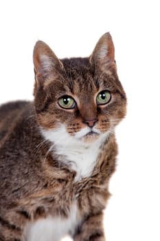 Thin adult tabby cat, isolated on white background