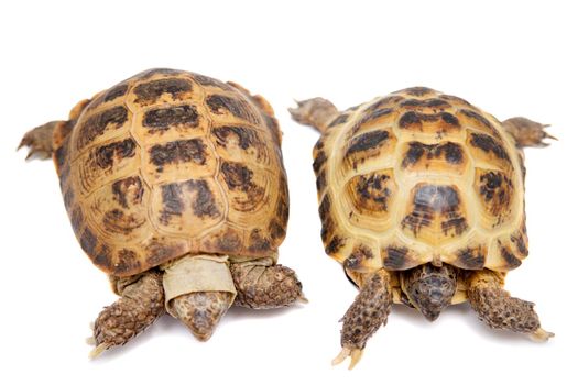 Russian Tortoise or Central Asian tortoise, Agrionemys horsfieldii, isolated on white background.