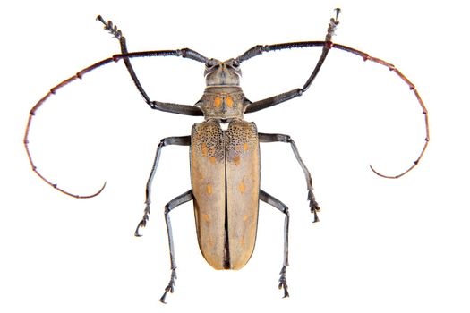 The Pine sawyer beetle in museum isolated on the white background