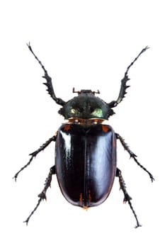 Arlequin beetle in museum isolated on the white background