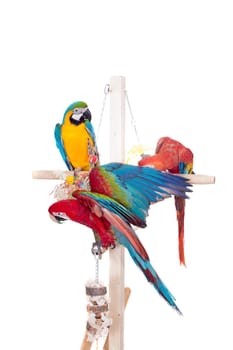 Red-and-green Macaw, Scarlet macaw, Blue and Yellow Macaw isolated over white background