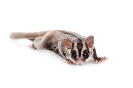 Sugar glider, Petaurus breviceps, isolated on white background