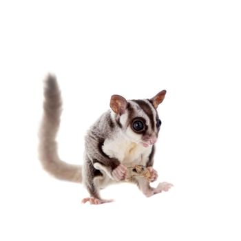 Sugar glider, Petaurus breviceps, isolated on white background